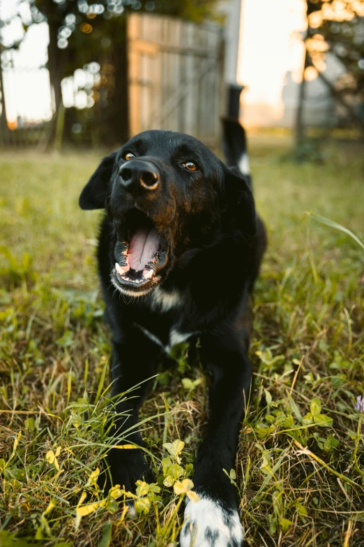 the black dog is running in the grass