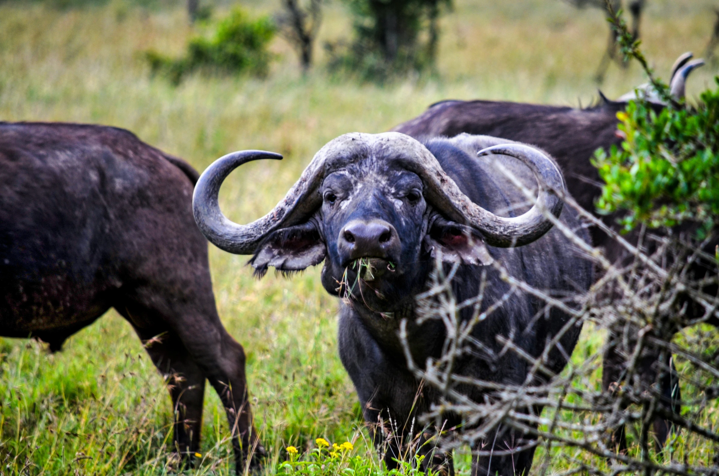 a herd of water buffalo in a grassy field