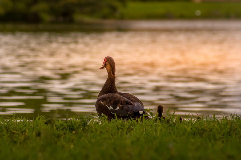 there is a bird that is sitting by the water