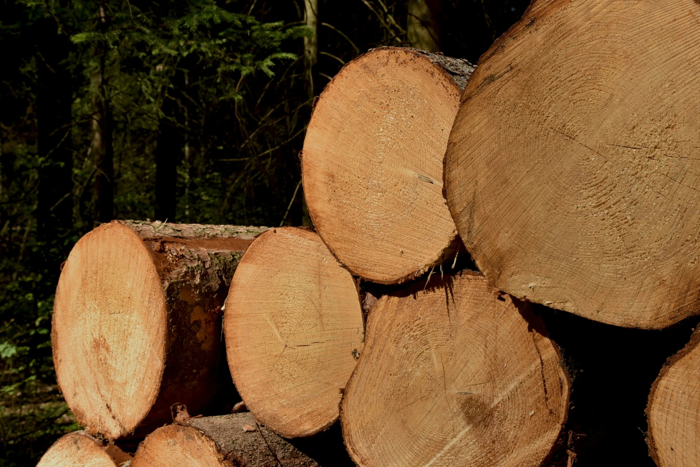 stacked tree trunks in front of trees with lots of logs behind them