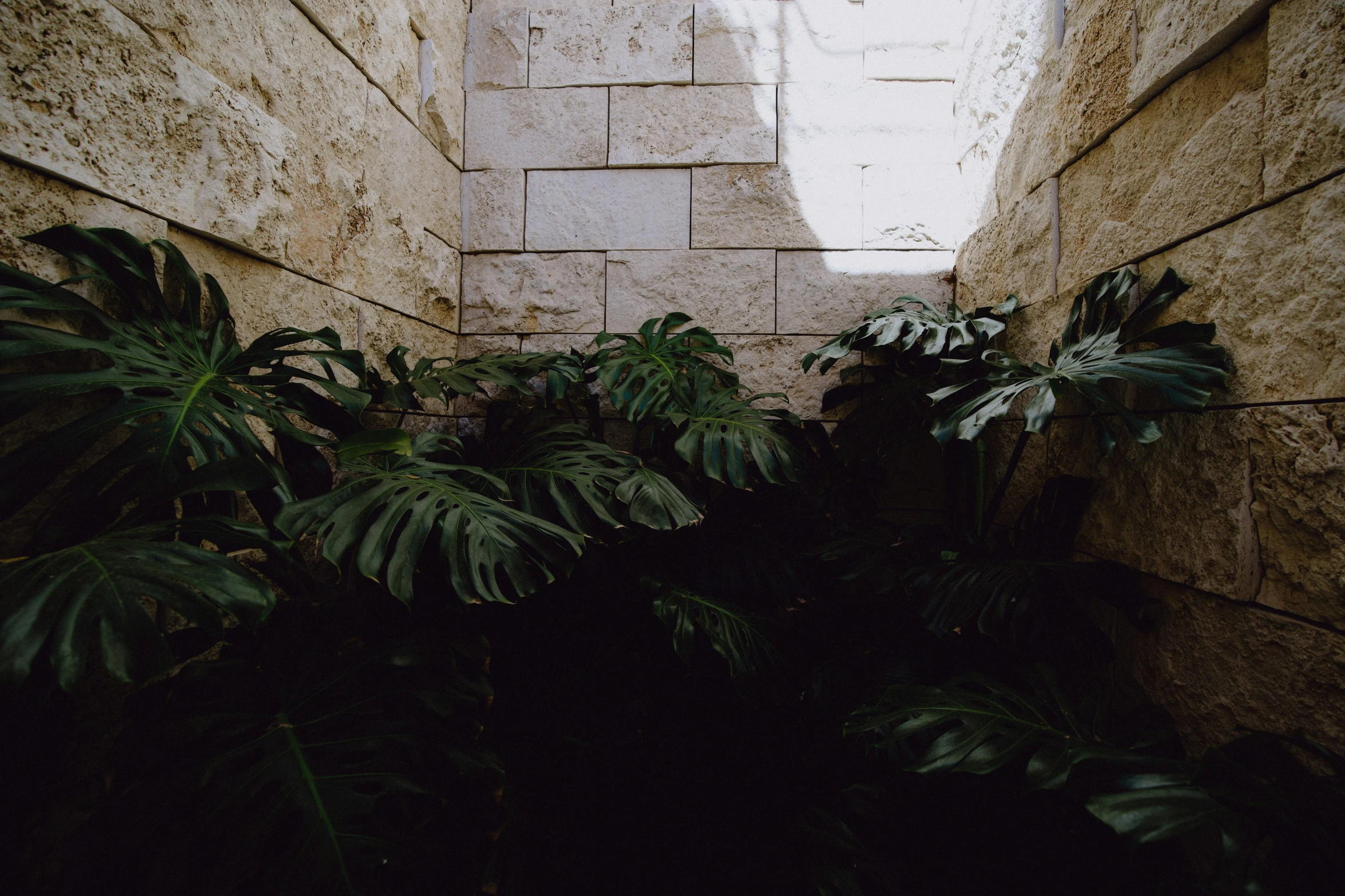 plants are sitting against the wall and a cat is sitting on the ground