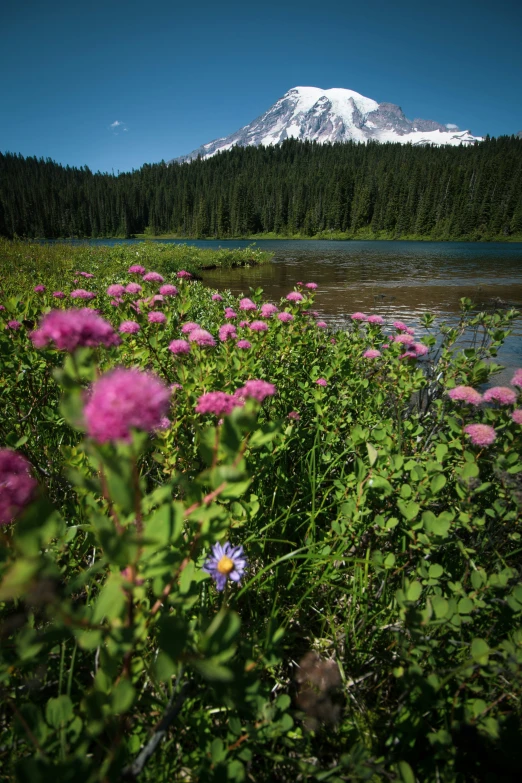 wildflowers with flowers around and a snow - capped mountain in the background