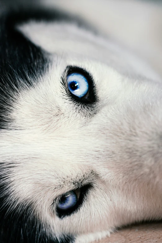 an adorable husky has big blue eyes and is laying on its back