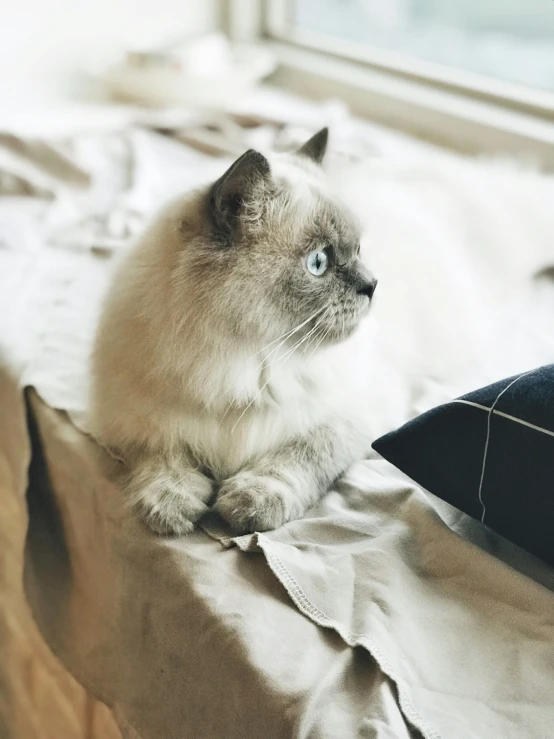 a close up of a cat on a bed near a window