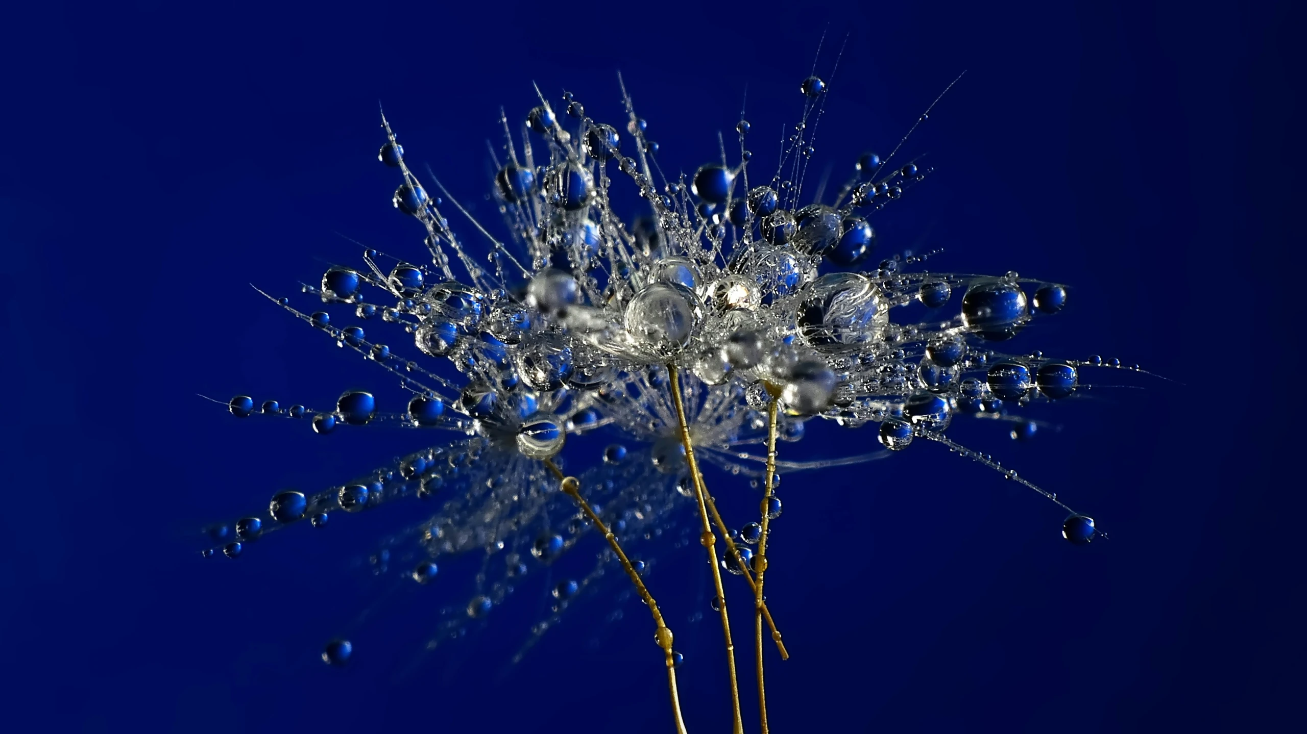 close up of a dandelion with water drops on the top