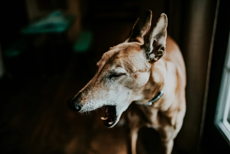 an alert looking dog standing in front of a window