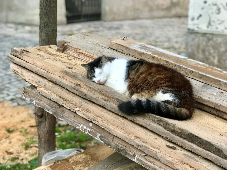 a cat is sleeping on the wooden bench