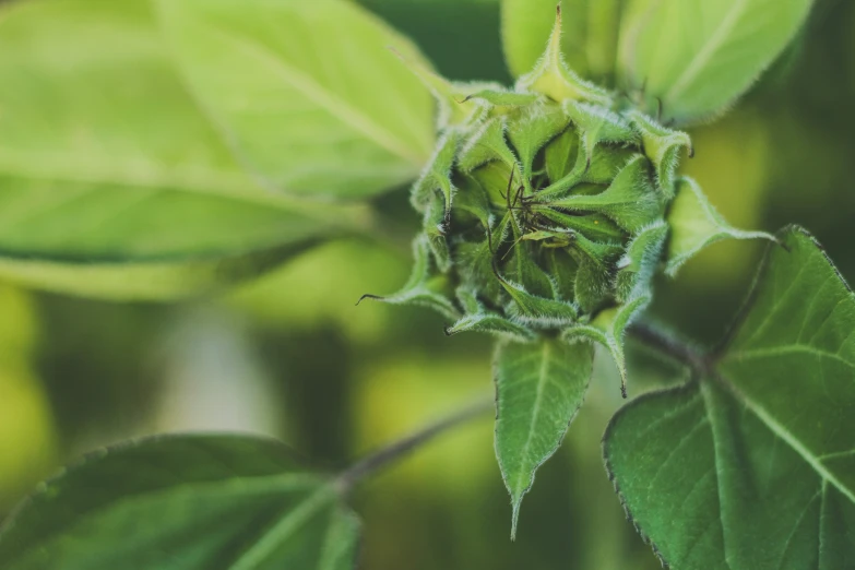 a green flower bud is in close up with a blurry background