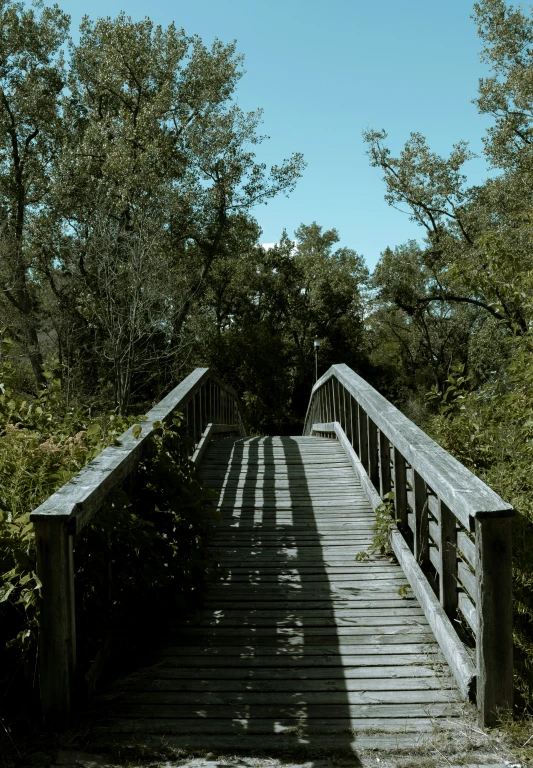 the shadows of trees and leaves cast on a bridge over water