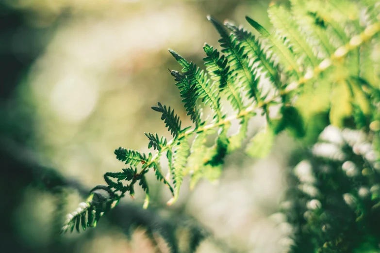 the leaves of a fern are seen close together