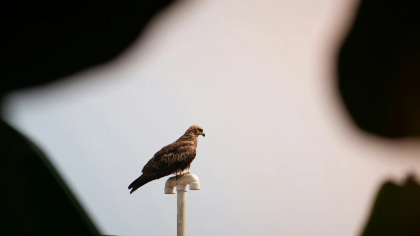 a bird perched on top of a roof top