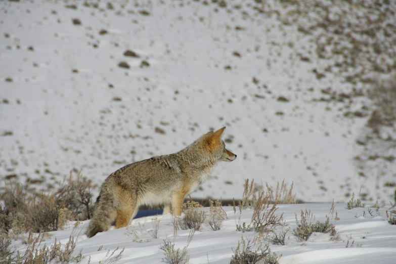 a wolf stands in the snow looking towards soing