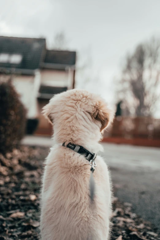 a dog looking down the road during the day