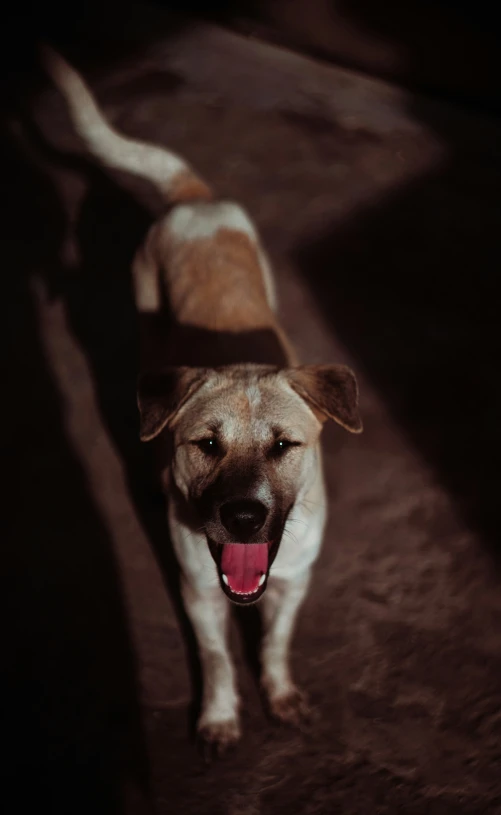 an adorable tan dog standing on top of a dirt field