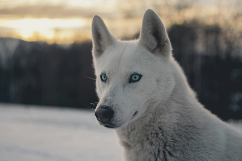 an white dog with blue eyes sitting in the snow