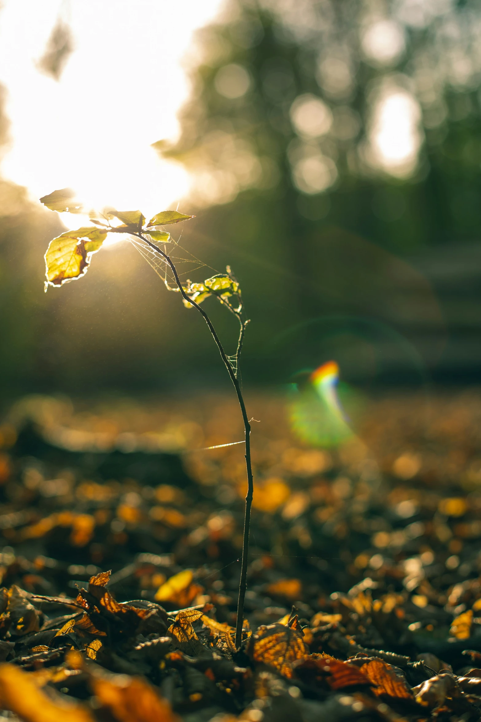 a leaf sprouts through the ground with sunlight coming through it