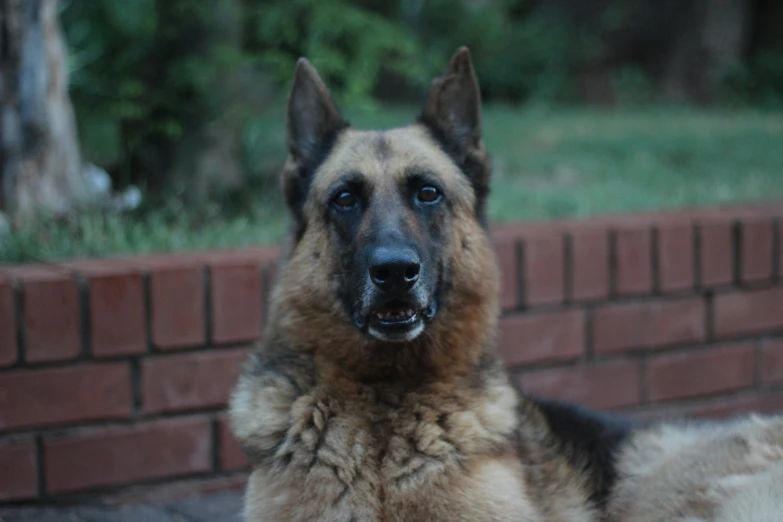 large dog is looking off camera in front of brick wall