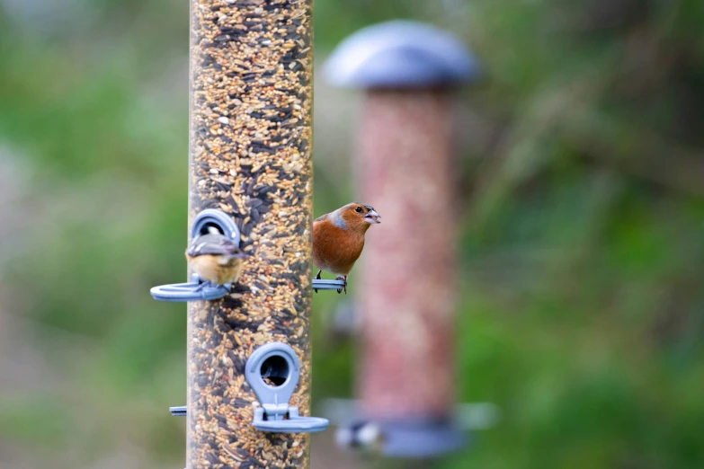 a couple of birds are perched on some type of thing