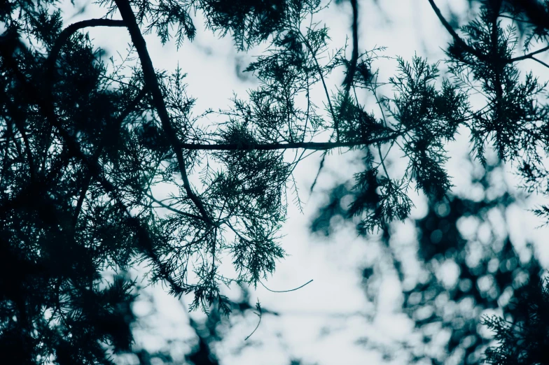 black and white pograph of trees with light coming through the leaves