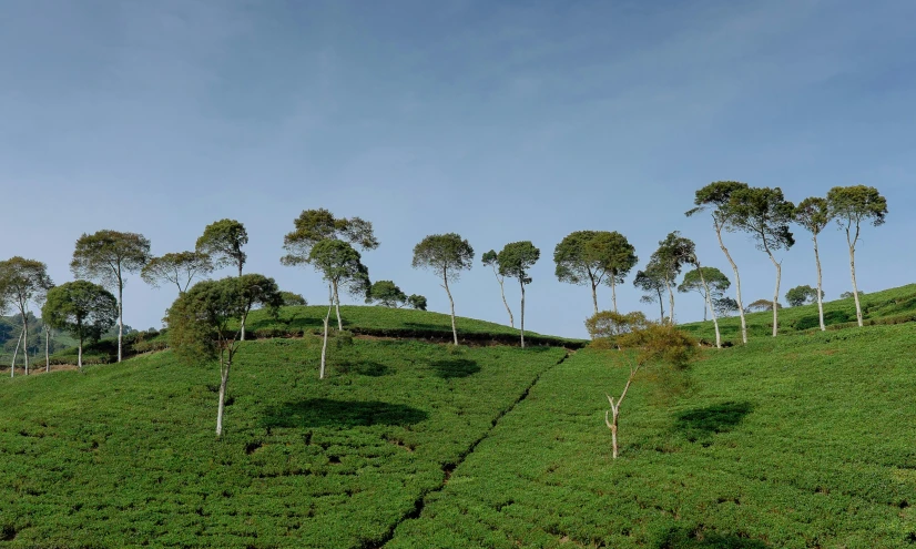 rows of green hillside with many trees on it