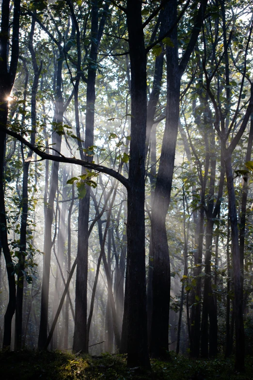 the woods are foggy with a variety of trees in it