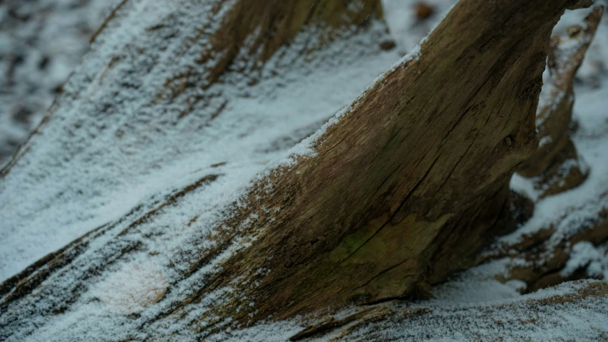 there is a small bird that is standing in the snow