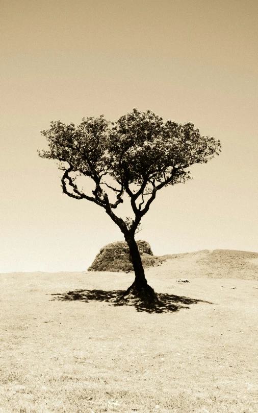 a lone tree that is sitting in the sand