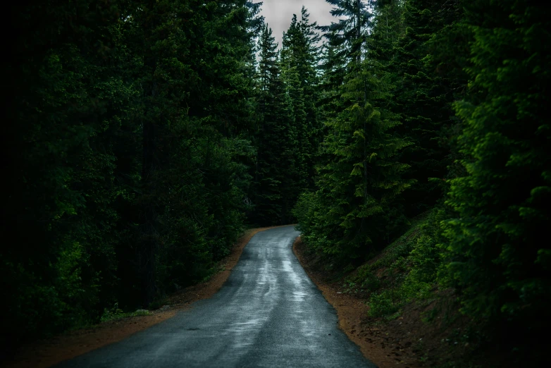 a road in the forest with trees lining either side