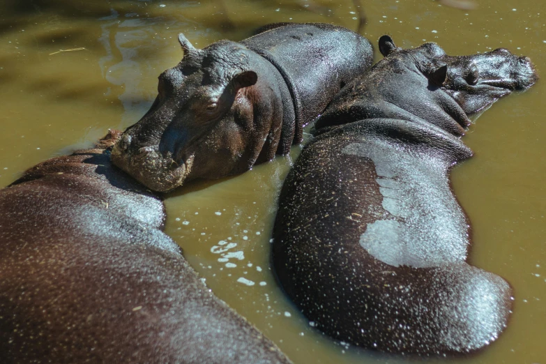 two hippos, lying together, in muddy river with water splashing on them