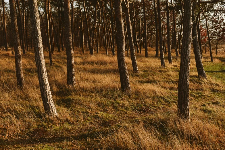 a horse walking through a pine forest