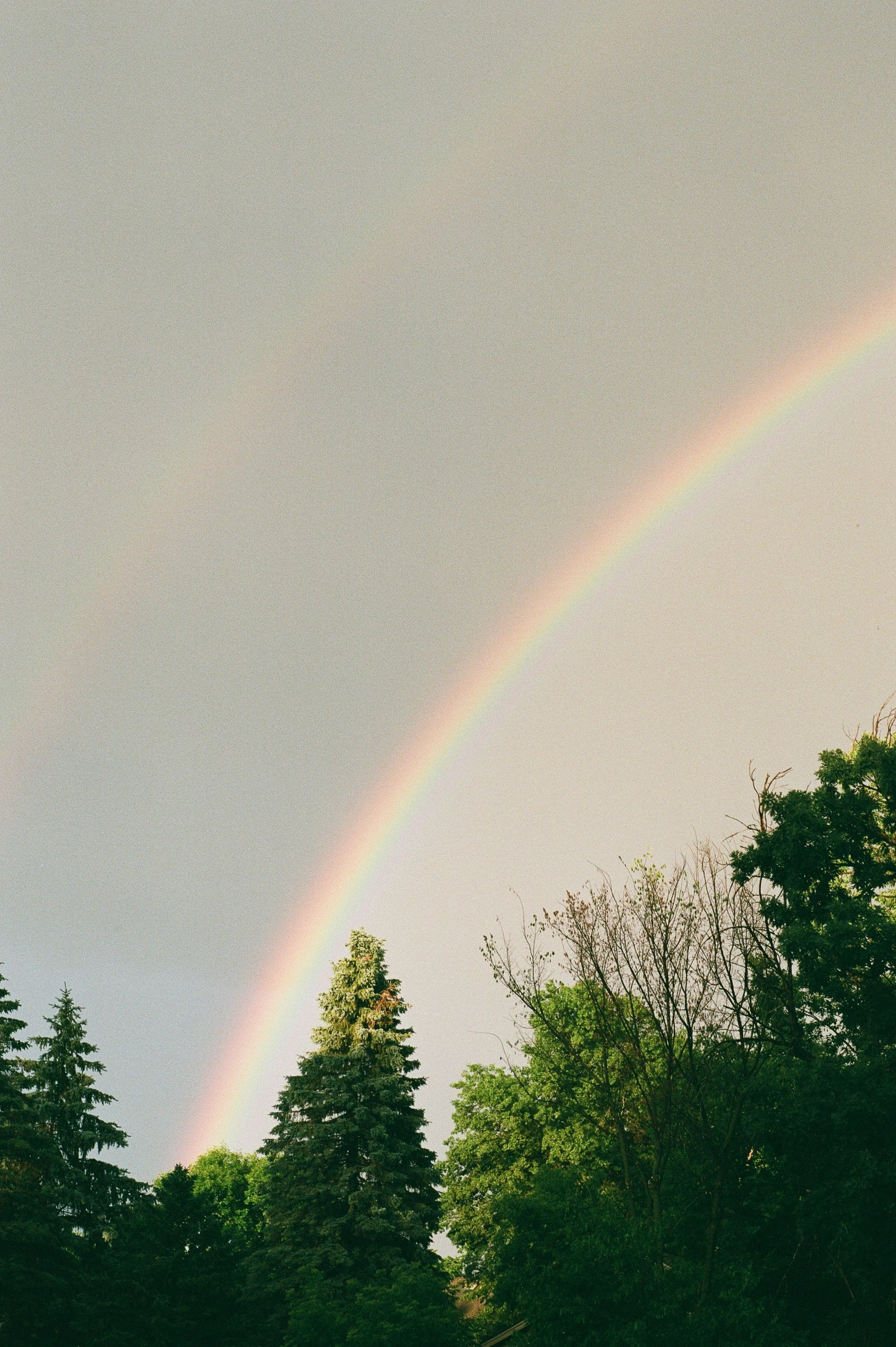 a double rainbow over the forest and trees