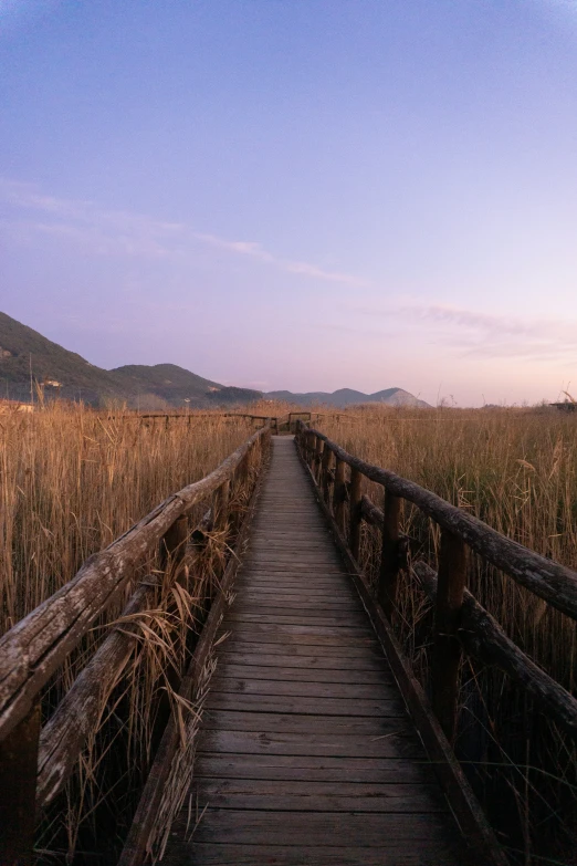 a small bridge is over looking some tall grasses