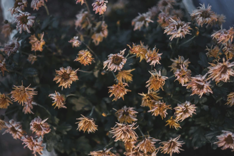 a group of brown flowers surrounded by green leaves