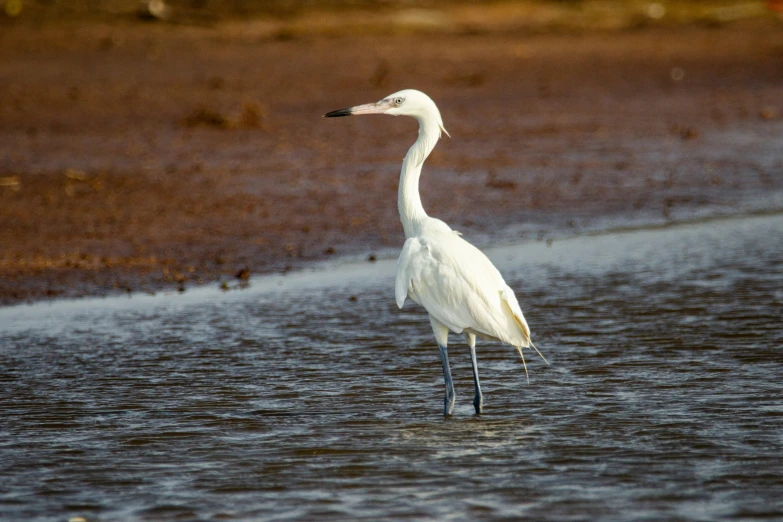 a white bird standing in water next to shore