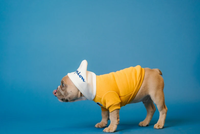 a puppy is wearing a hat with a sweater