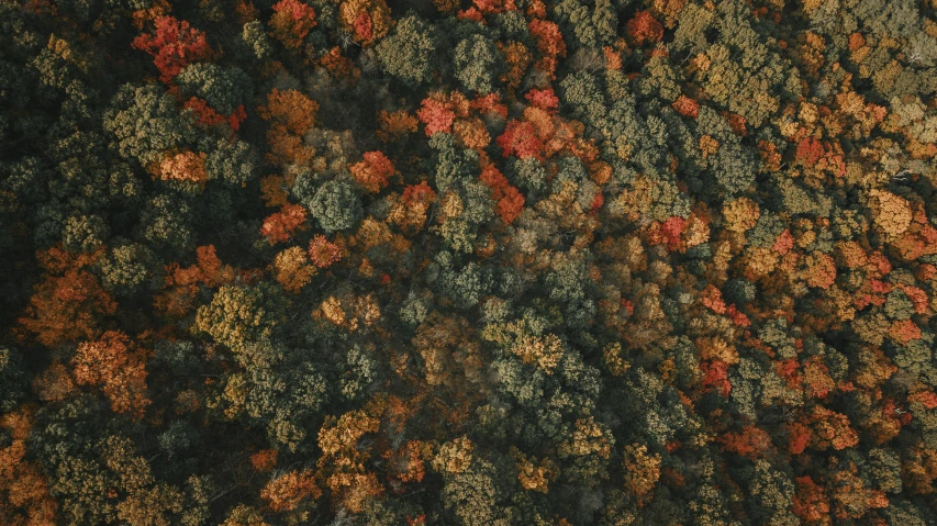 an aerial view of a tree with lots of leaves