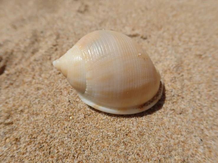 a shell sits in the sand on a beach