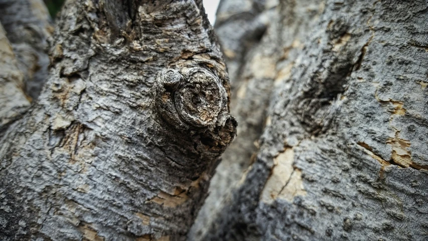 a couple of very big pretty trees with some kind of thing inside of it