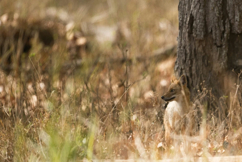 a deer looking out from behind the tree