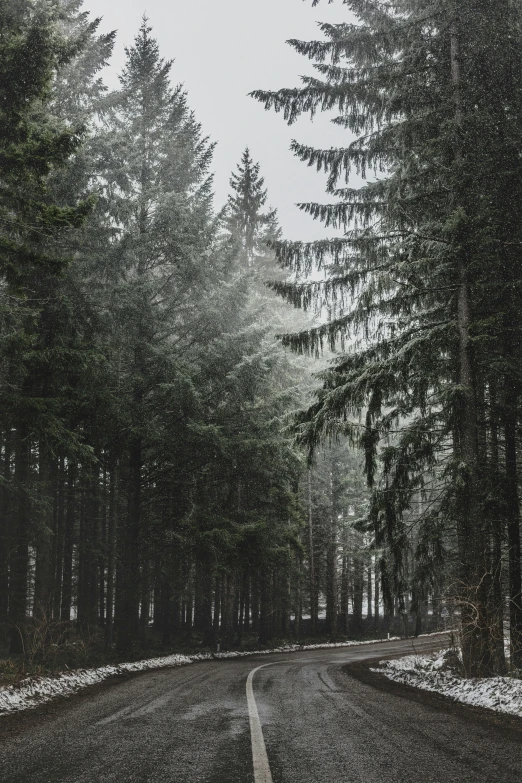 an empty road is shown lined with tall trees