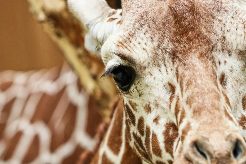 close up picture of an older giraffe looking at the camera