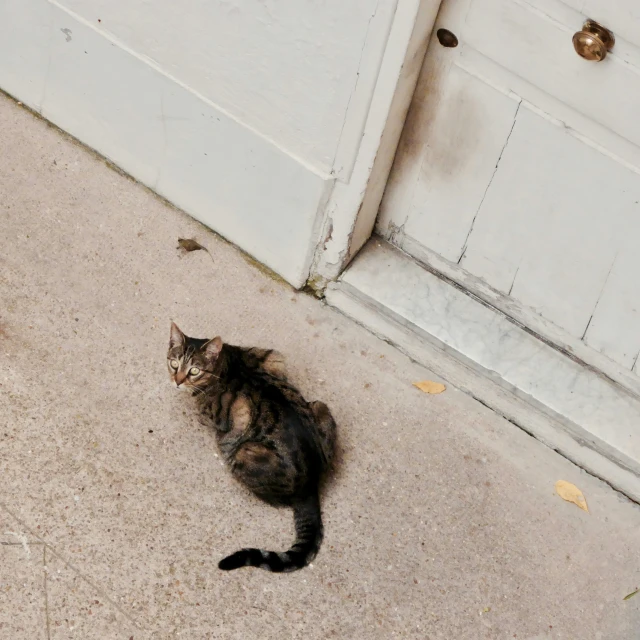 a cat that is sitting in front of a white door