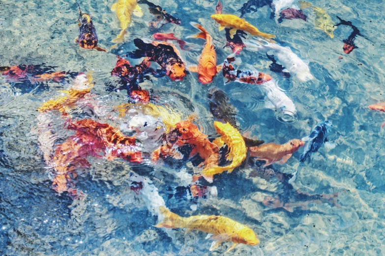 many different colored fish swimming in a pond