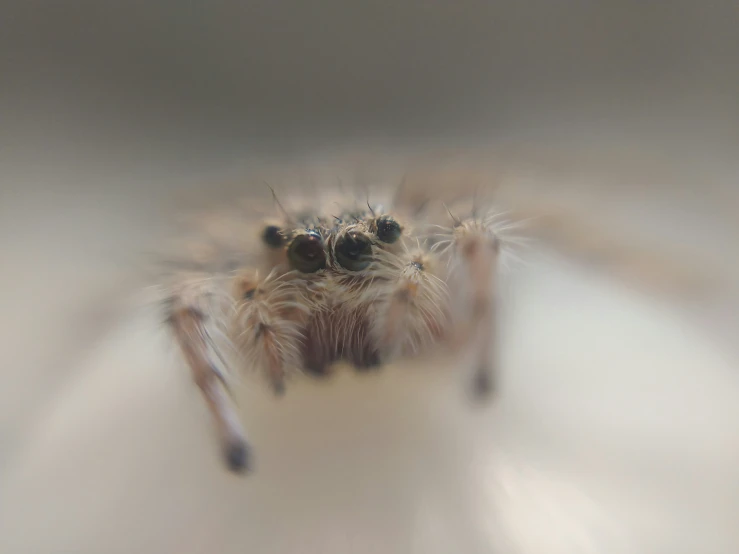 an upside down view of a small spider