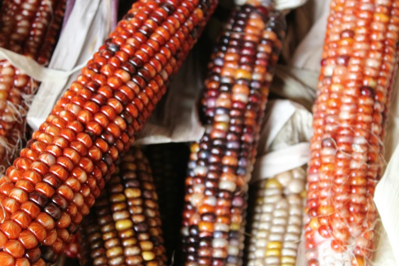 a close up s of corn on the cob