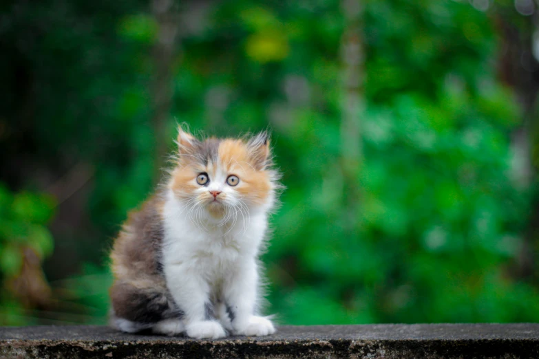 a multicolored kitten sitting on top of a cement slab