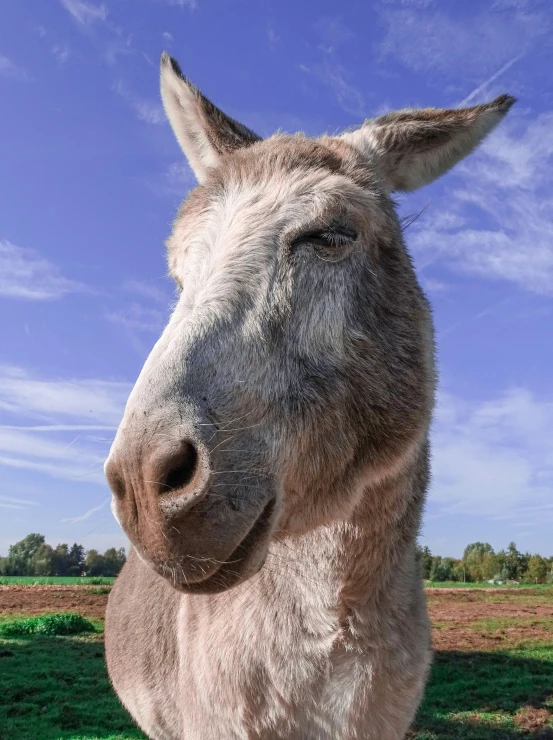 a close up of a donkey on a grassy field