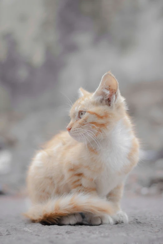 a kitten sitting on the ground with his eyes wide open