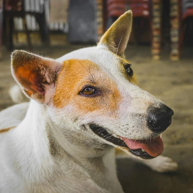 a brown and white dog sitting in a room