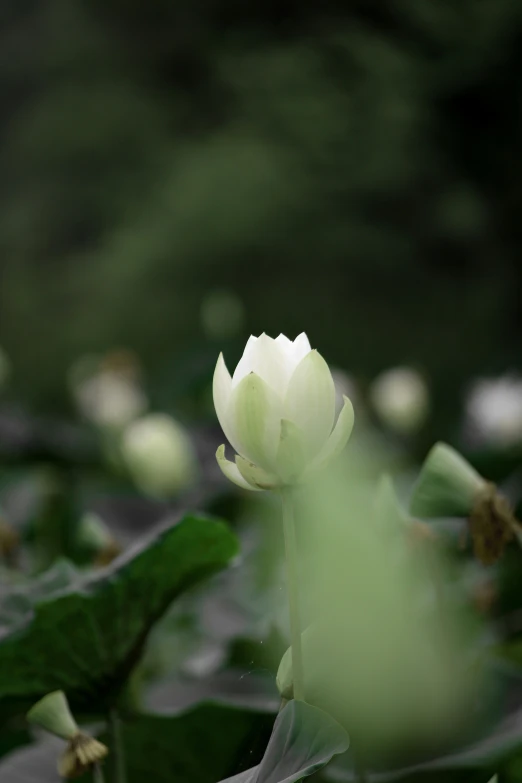 a flower is standing in the middle of a large leafy bush